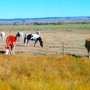 21 Minnesota - Horses in the Prairie.jpg